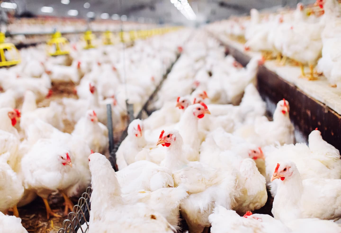 Poultry