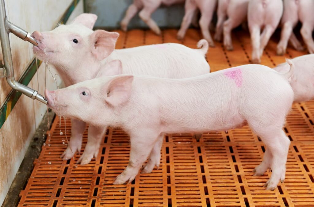 Premix for swine