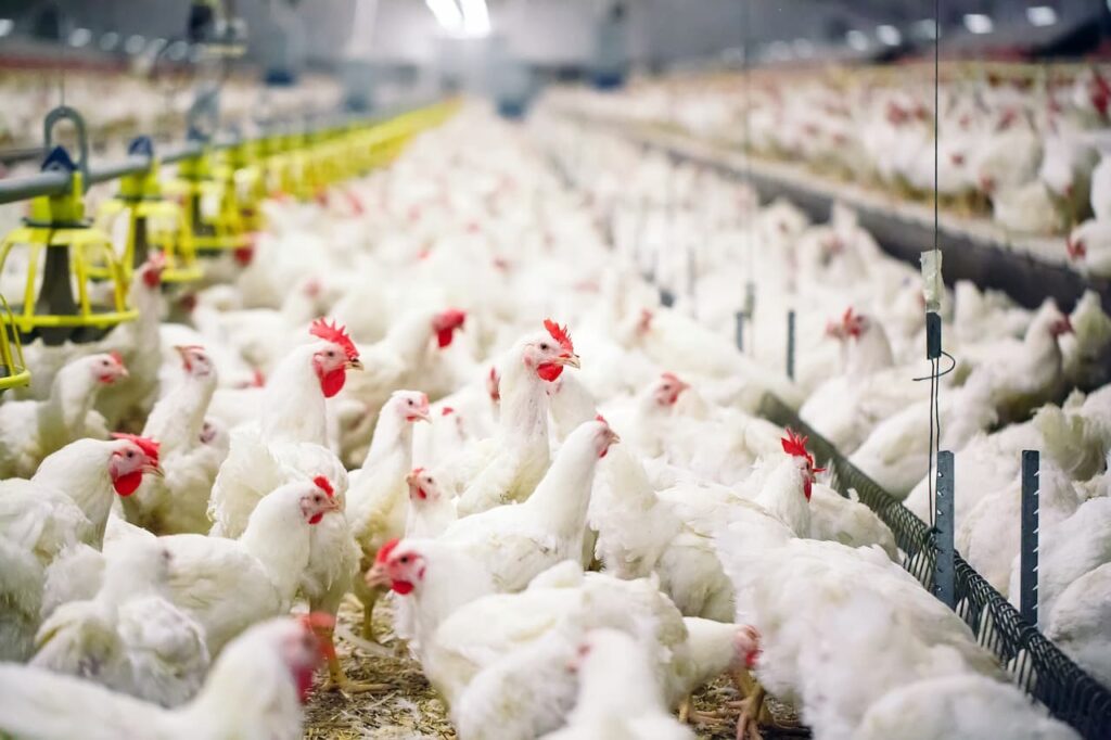 Premix for poultry