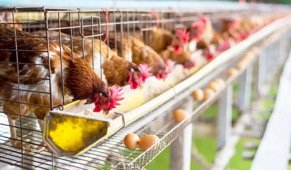 Premix for poultry